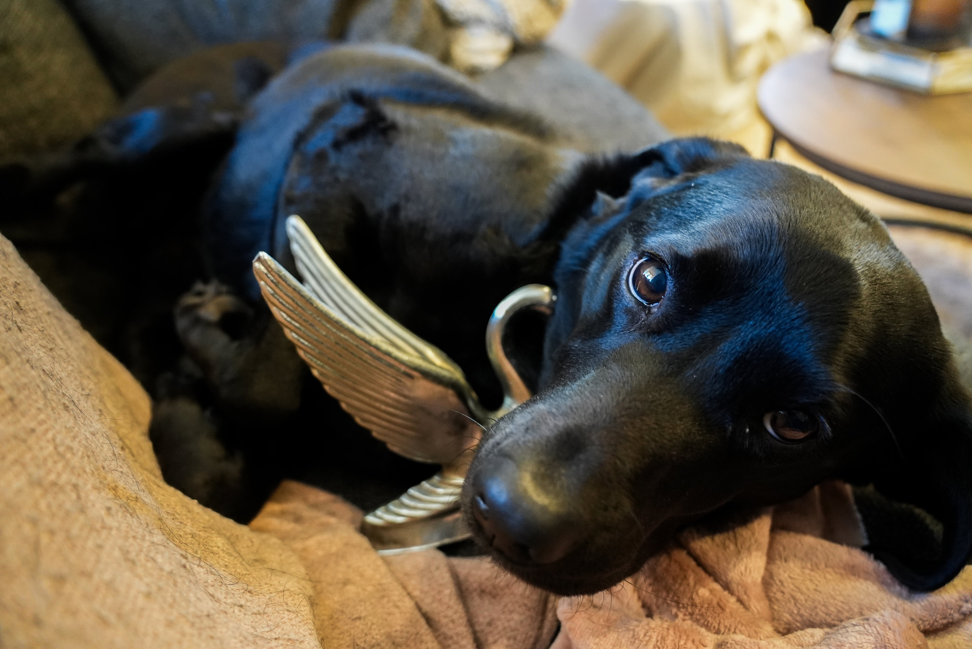 Vintage 1930's Swan Car Mascot